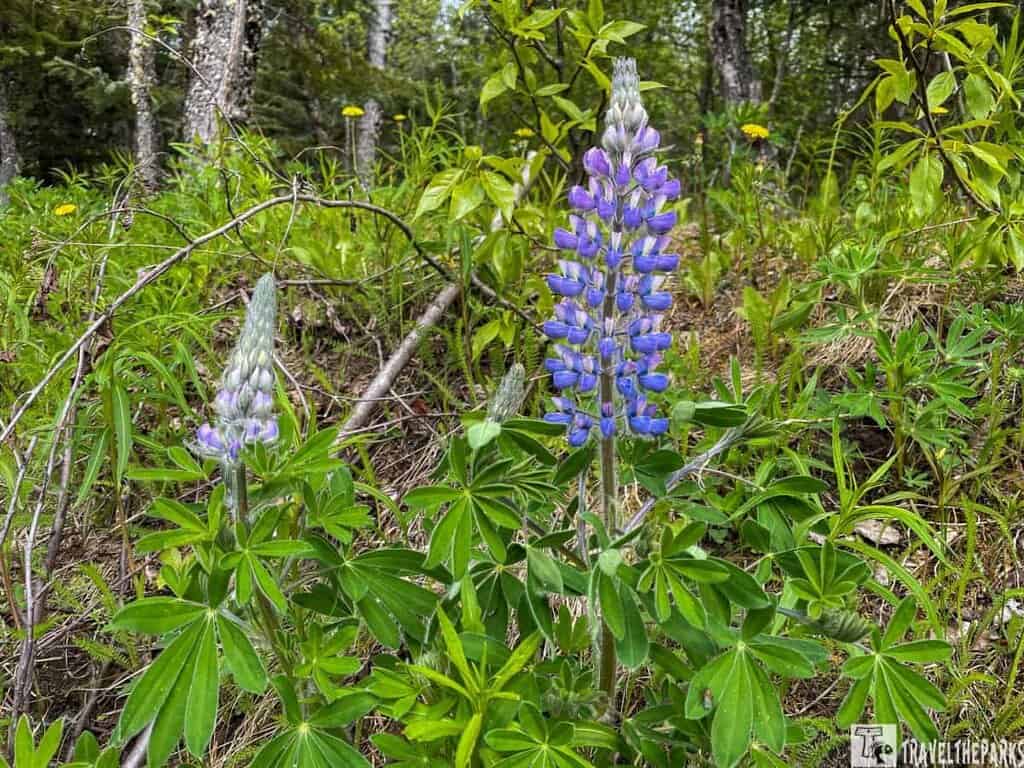 a lush forest floor with two prominent lupine flowers in the foreground. The lupines have tall, slender stalks adorned with cone-shaped clusters of small, vivid purple-blue flowers. The leaves of the lupines are a deep green and fan out from the base. In the background, there are various shades of green foliage and a few small yellow flowers scattered throughout. Thin, branch-like twigs and tree trunks can be observed rising vertically, surrounded by dense greenery.