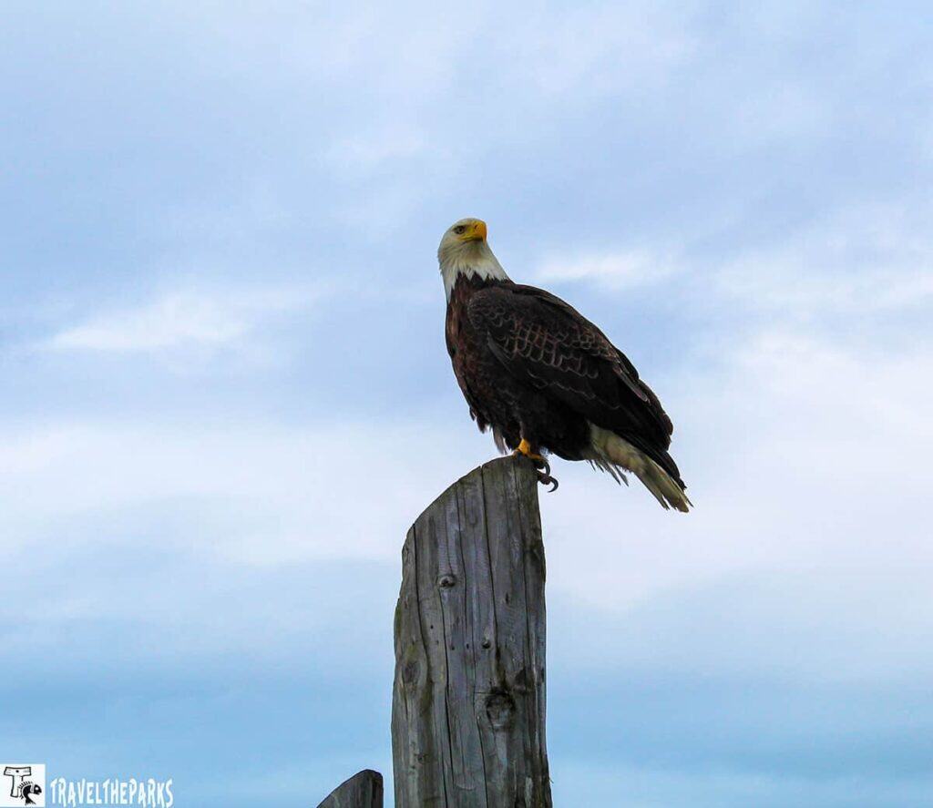 Bald eagle perched on a wooden post against a cloudy sky.