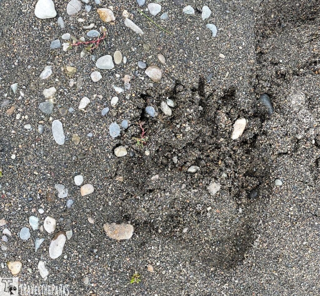 A close-up view of a gravelly surface mixed with different-sized stones and small rocks. The ground's texture is a mix of dark sand and pebbles, ranging from tiny grains to larger, rounded stones of various colors, including gray, white, and tan. Amidst this natural terrain, there is a prominent Brown Bear footprint embedded in the earth. The footprint is deep and displays clearly defined toes and a pad. A few small plants with thin red stems and green leaves can be seen scattered among the rocks and sand
