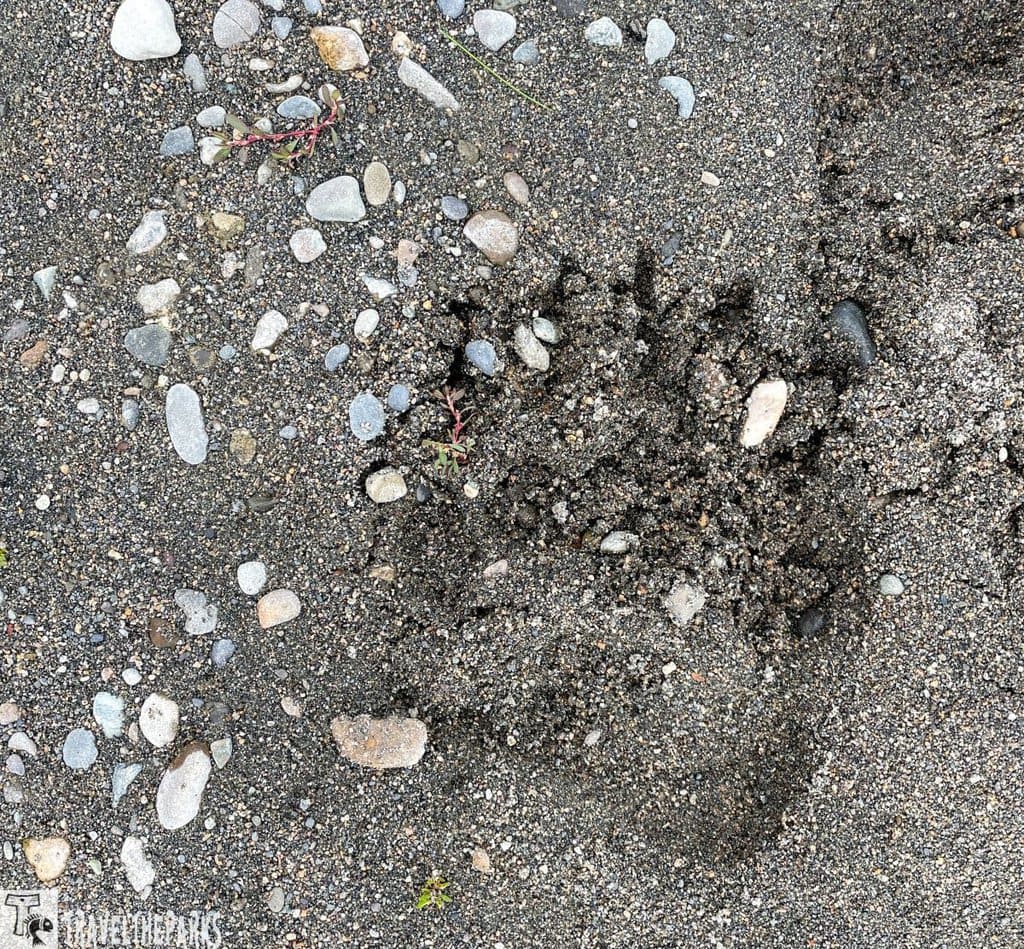 A close-up view of a gravelly surface mixed with different-sized stones and small rocks. The ground's texture is a mix of dark sand and pebbles, ranging from tiny grains to larger, rounded stones of various colors, including gray, white, and tan. Amidst this natural terrain, there is a prominent Brown Bear footprint embedded in the earth. The footprint is deep and displays clearly defined toes and a pad. A few small plants with thin red stems and green leaves can be seen scattered among the rocks and sand