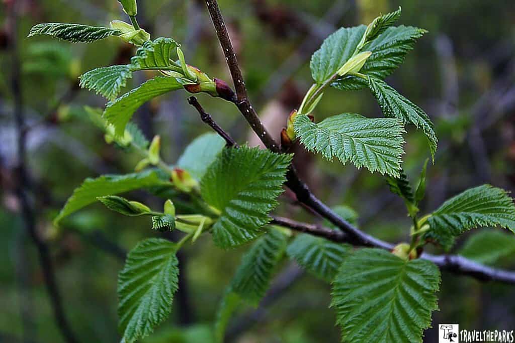 White Birch Leaves newly emerged in the Spring Anchorage Alaska