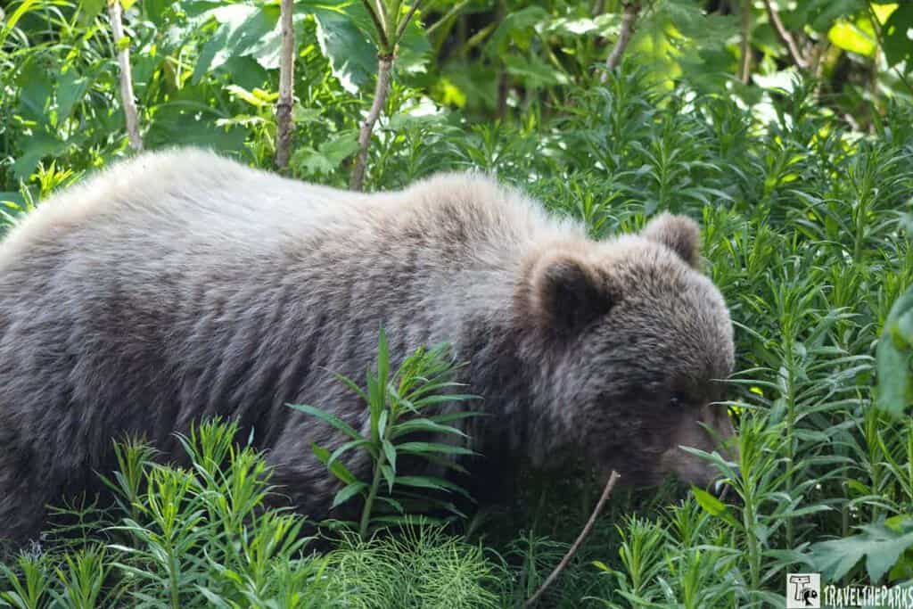 Bear walking through dense green vegetation.