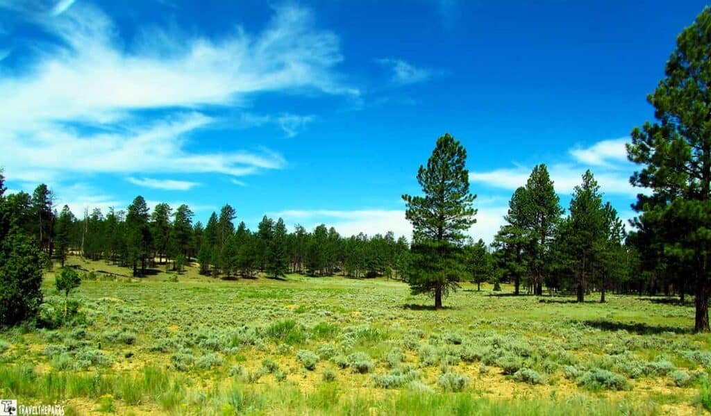A scenic view of a green landscape with conifer trees under a bright blue sky with white clouds.