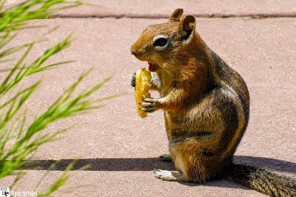 A close-up of a ground squirrel eating a piece of food while standing on a paved surface, with green grass in the background.