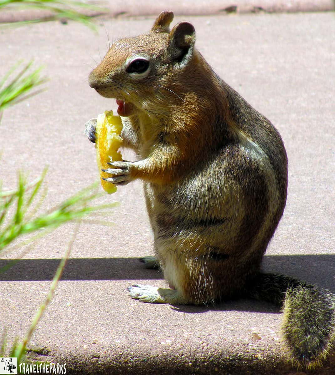 A ground squirrel holding and eating a piece of yellow fruit on a concrete path.