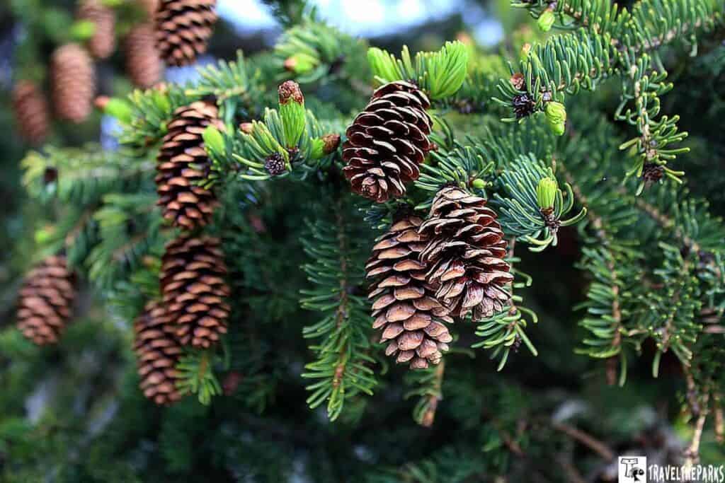 Close-up of an evergreen branch with green needles and brown pine cones.