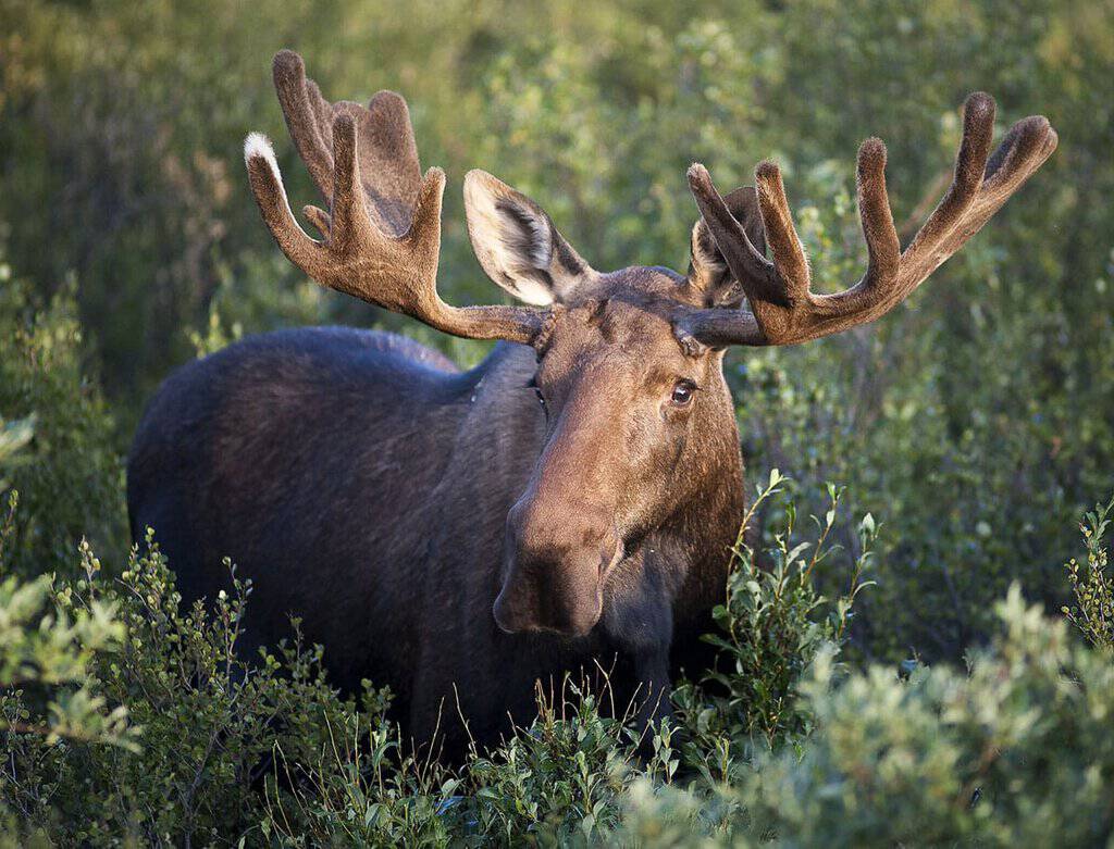 a moose with large, velvety antlers standing amidst dense green foliage. The moose's fur is a deep brown color, and the light casts a warm glow across its body, enhancing the texture of its antlers. The vegetation surrounding the moose consists of small, leafy shrubs that reach up to its chest, creating a natural, lush environment. The background is filled with additional greenery, suggesting a forested area.
