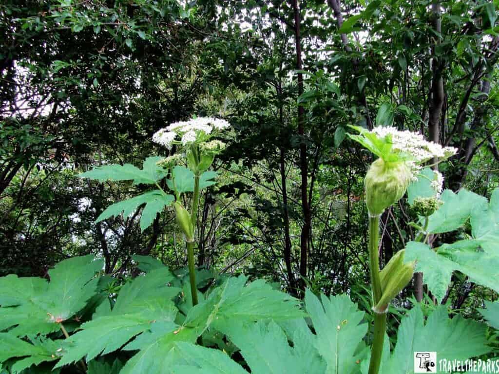 Tall Devil's club plants with white flower clusters surrounded by dense greenery.