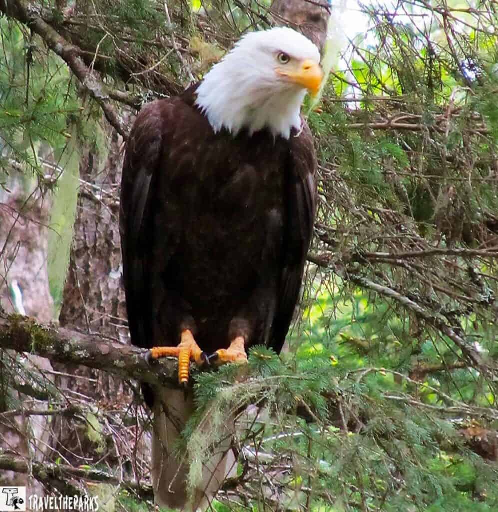 Bald eagle perched on a tree branch surrounded by greenery.

