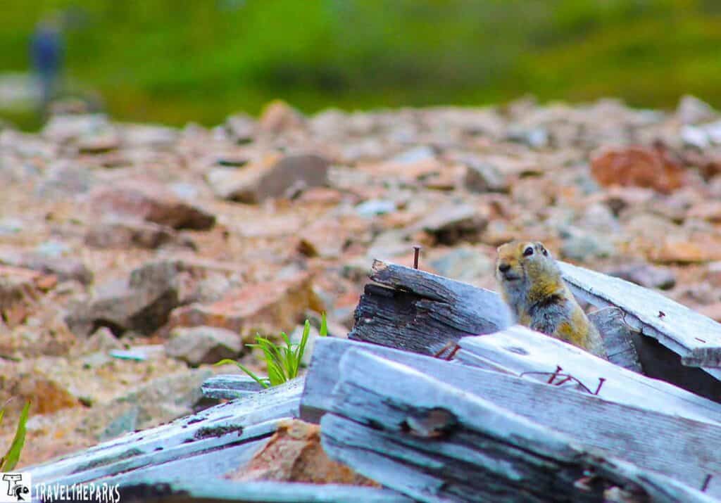 A ground squirrel peeking over weathered wooden planks with rusted nails, set against a rocky and grassy background.

