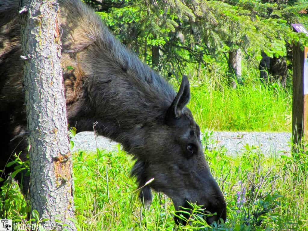 a side profile of a moose grazing amidst lush greenery. The moose has a thick, dark brown coat with shorter fur around its head and neck. Its head is lowered, as it feeds on the plants and grass surrounding it. The background features vibrant green foliage, with various plants and tall grass. The moose is partially obscured by a tree trunk, which is positioned in the left foreground. The atmosphere is bright, suggesting a sunny day.