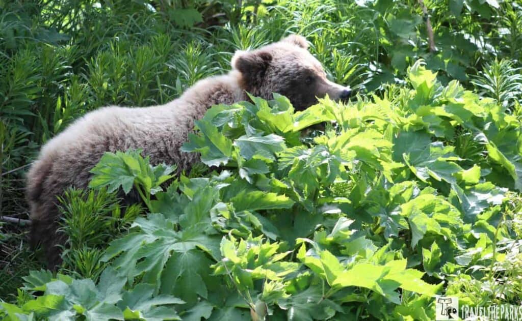 a brown bear positioned amongst lush, green foliage. The bear faces to the right, partially obscured by the dense greenery surrounding it. The plants are abundant and vibrant, with wide green leaves that create a jungle-like atmosphere. The bear's fur is a light brown, appearing soft and dense, and its profile reveals a calm demeanor as it rests or moves through the underbrush. Sunlight filters through the leaves, casting dappled light on the bear's fur and the vegetation.