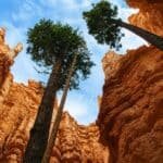 View from the bottom of a narrow canyon in Bryce Canyon's Navajo Loop trail, featuring towering orange rock formations and two tall pine trees reaching towards the partly cloudy blue sky.