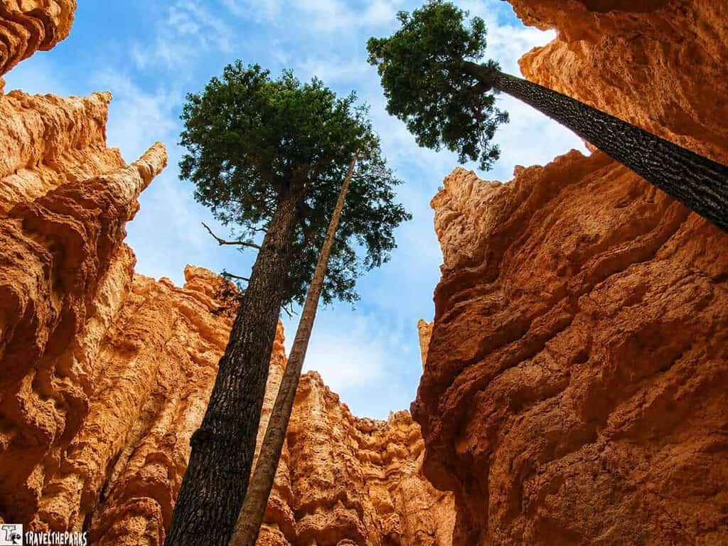View from the bottom of a narrow canyon in Bryce Canyon's Navajo Loop trail, featuring towering orange rock formations and two tall pine trees reaching towards the partly cloudy blue sky.

