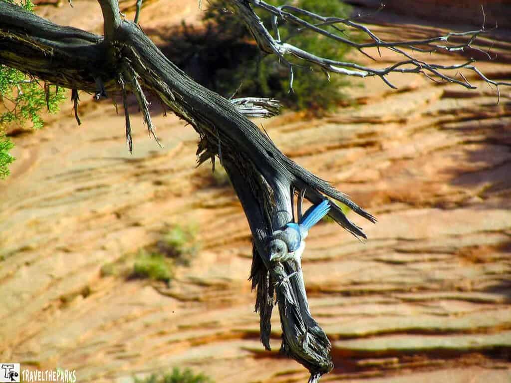 A gnarled Pinyon Pine tree branch and sandstone formations in Zion National Park.