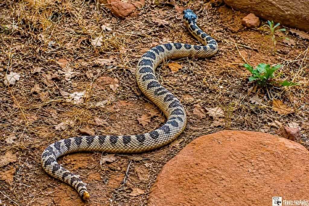 A rattlesnake on a dirt and rock ground, surrounded by sparse, dry vegetation typical of a desert environment. The snake's body is coiled in an S-shape, displaying its distinctive tan, black, and white banding pattern. The head is slightly raised, with its rattle and tail visible in the foreground. The surrounding area includes reddish-brown rocks and dry grasses, with a few small green plants dotting the landscape.