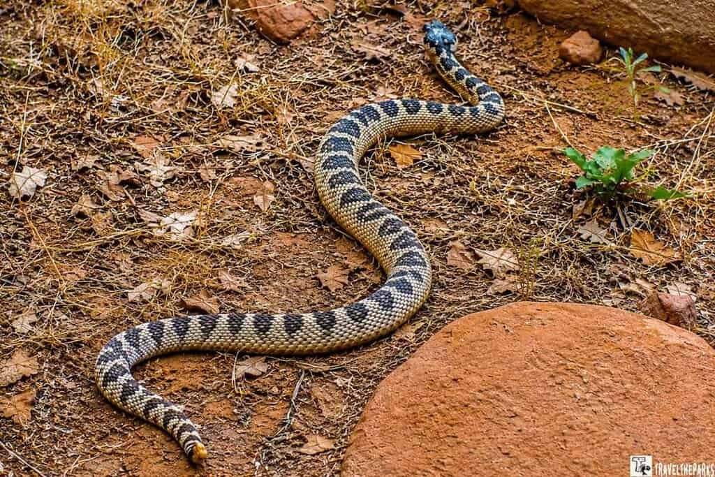 A rattlesnake on a dirt and rock ground, surrounded by sparse, dry vegetation typical of a desert environment. The snake's body is coiled in an S-shape, displaying its distinctive tan, black, and white banding pattern. The head is slightly raised, with its rattle and tail visible in the foreground. The surrounding area includes reddish-brown rocks and dry grasses, with a few small green plants dotting the landscape.