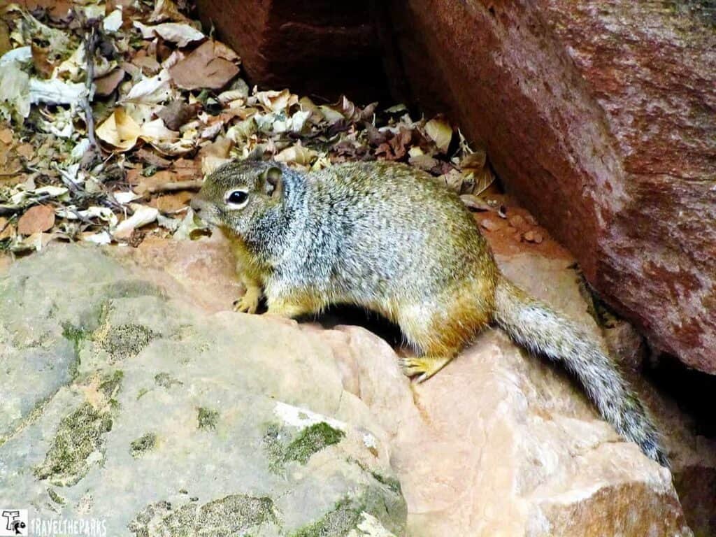 A gray squirrel on a reddish-brown rock with dry leaves in the background.