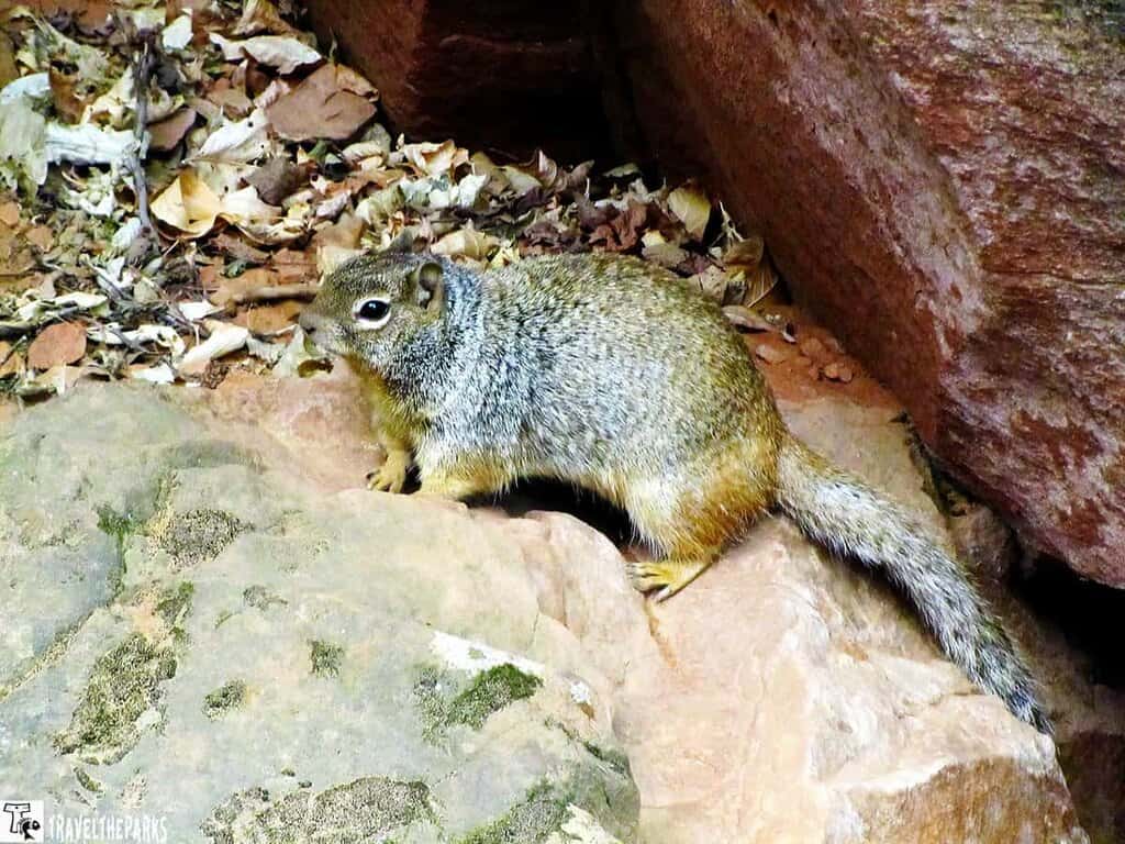 A squirrel on a rock surrounded by leaves and reddish-brown rocks in Zion National Park.