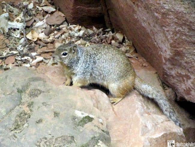 Rock Squirrel Zion National Park