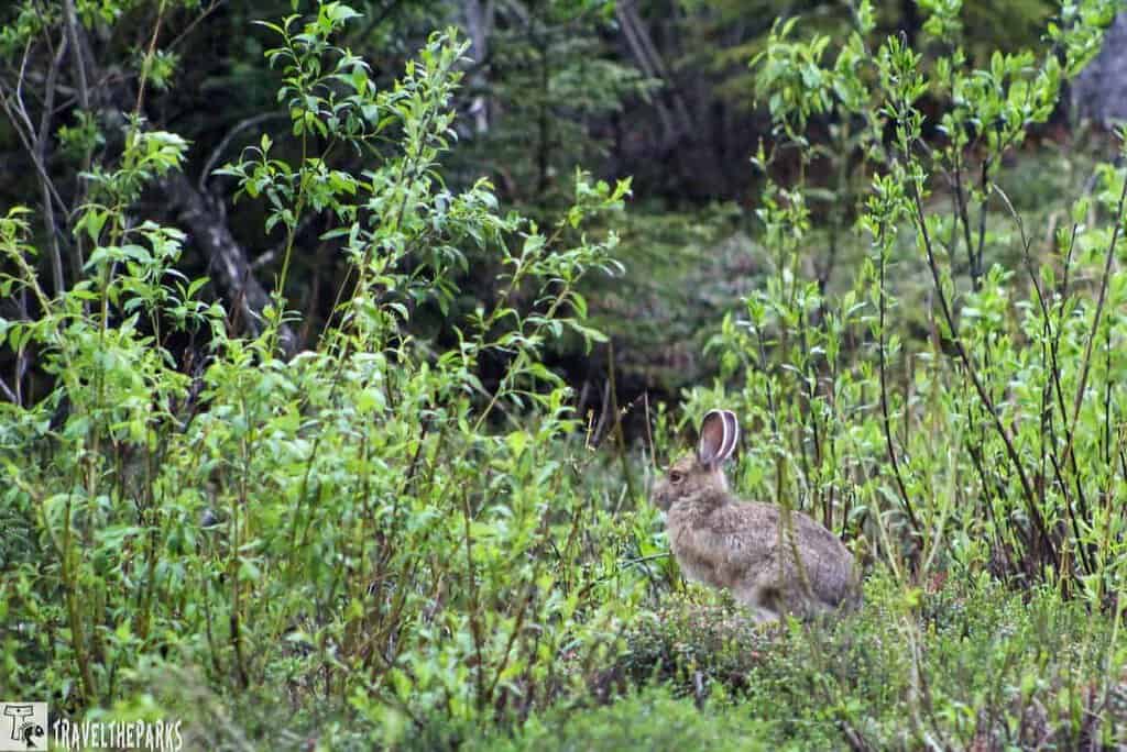 A brown hare sitting in lush green undergrowth in a forest.