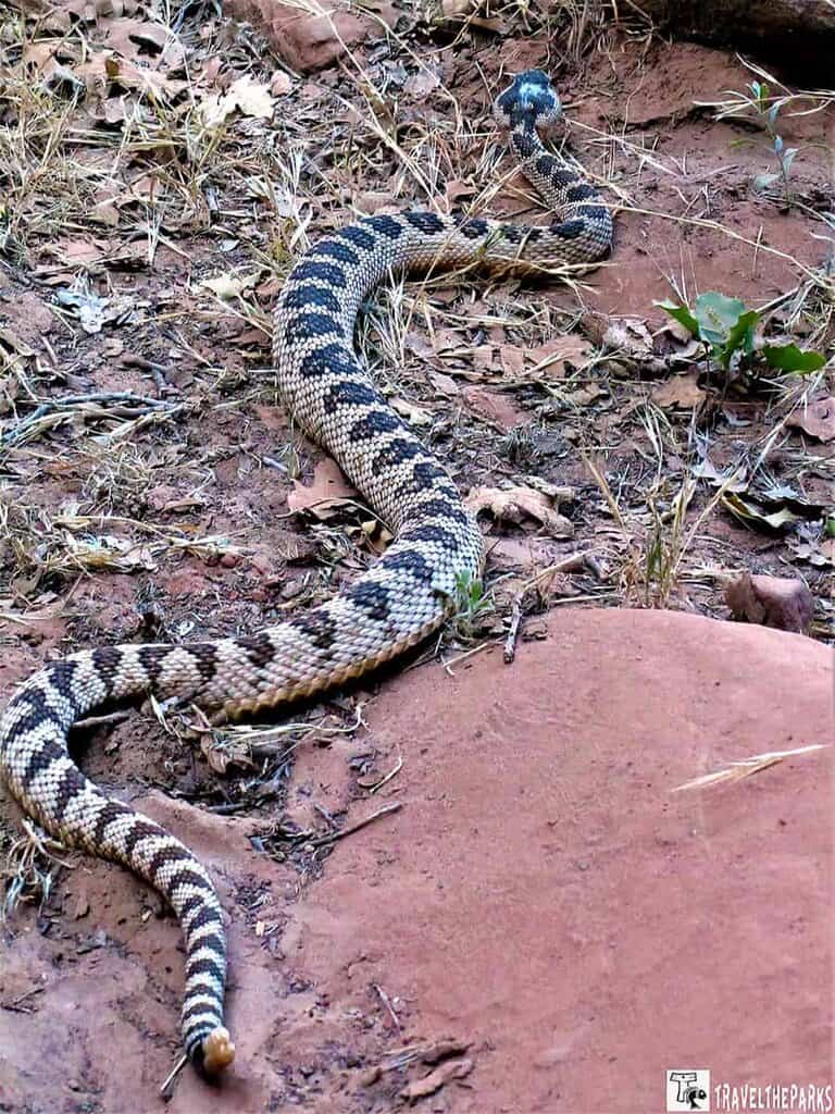 A rattlesnake on a dirt and rock ground, surrounded by sparse, dry vegetation typical of a desert environment. The snake's body is coiled in an S-shape, displaying its distinctive tan, black, and white banding pattern. The head is slightly raised, with its rattle and tail visible in the foreground. The surrounding area includes reddish-brown rocks and dry grasses, with a few small green plants dotting the landscape.