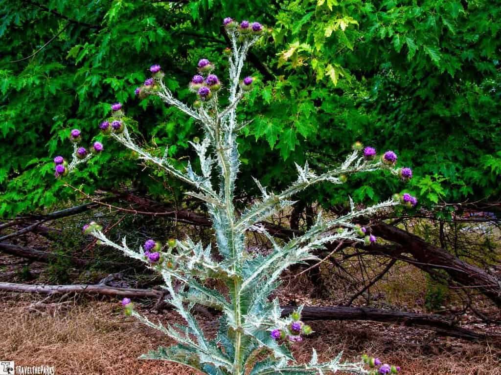 A tall thistle plant with purple flowers and spiky green leaves against a background of green foliage