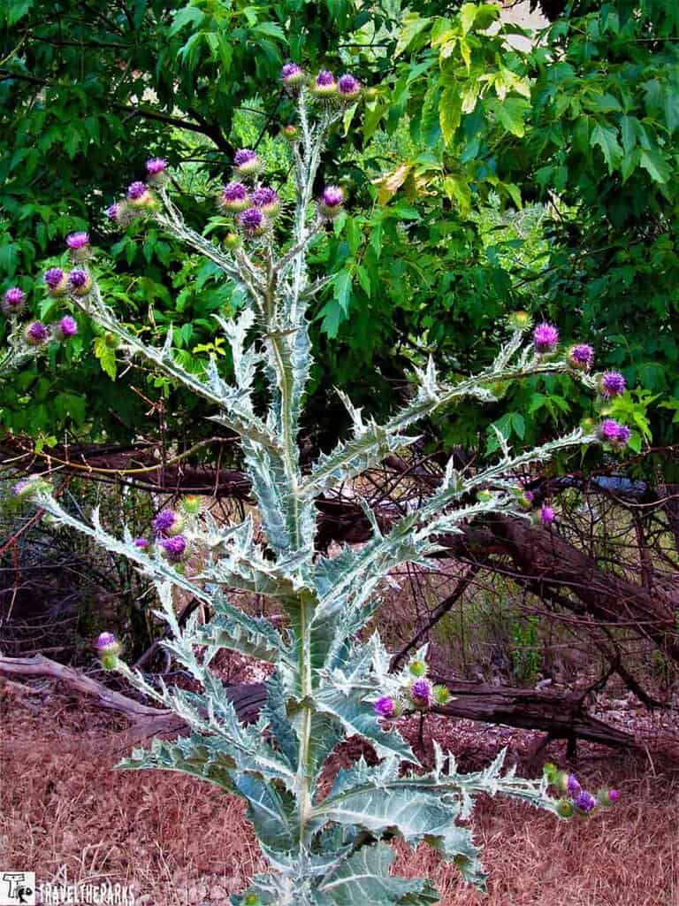 A tall thistle plant with purple flowers and spiky green leaves against a background of green foliage.