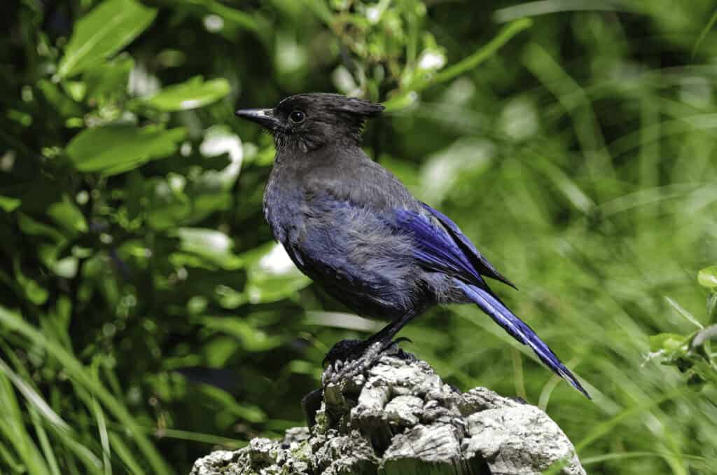 A blue and gray Stellar Jay with a crested head perched on a rock against a green leafy background.
