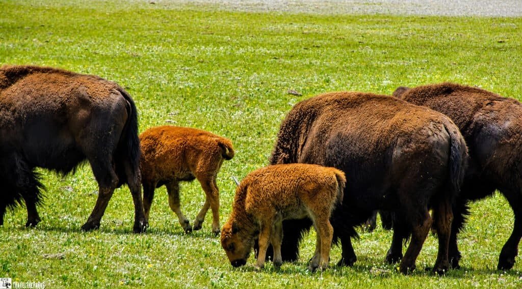 Bison Herd North Rim eating grasses in a meadow