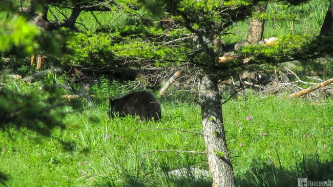 Forest scene with trees, green foliage, and a large dark bear in the grass.Yellowstone National Park.