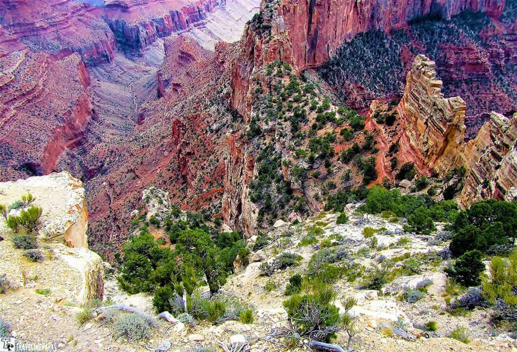 Roosevelt Point North Rim grand Canyon: Sunlit Grand Canyon cliffs and deep canyon walls rise above rugged desert slopes, dotted with pines, shrubs, and agave in a vast view.
