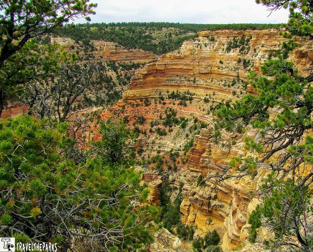 Cape Royale, North Rim Grand Canyon NP: Framed by pine trees, a vast layered sandstone canyon glows red, gold, and cream, revealing rugged cliffs and tranquil wilderness.