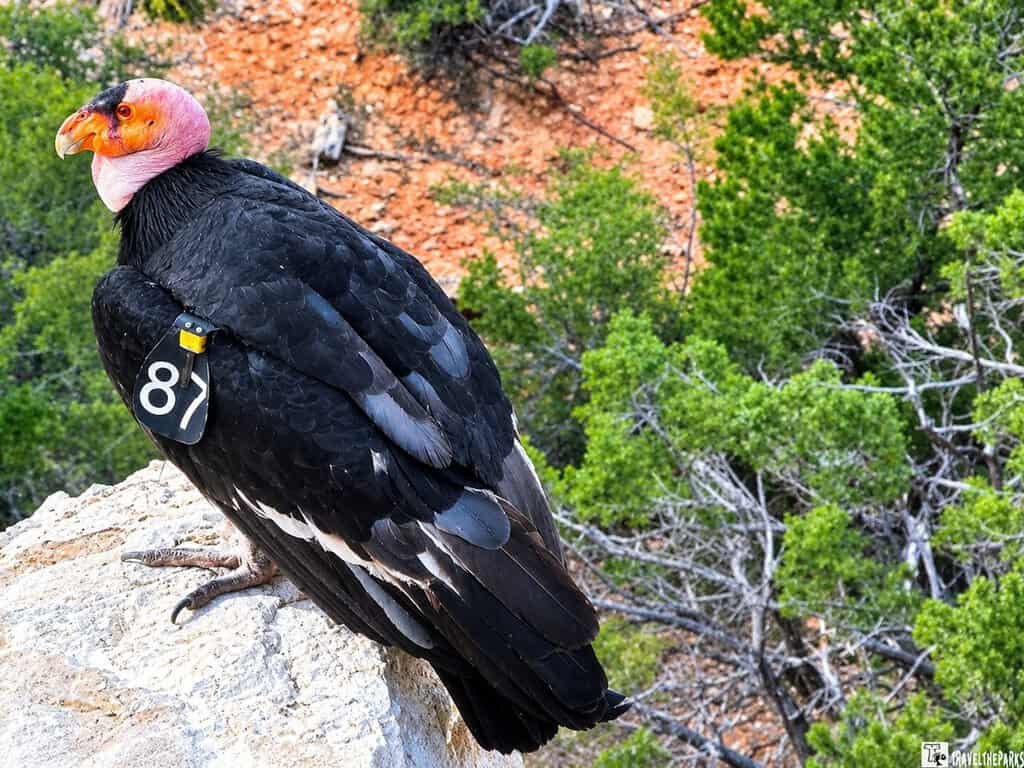 California condor with a red, featherless head and black plumage perches on a rocky ledge, wearing identification tag 87 above a forested canyon.