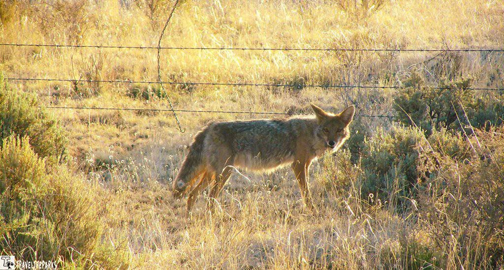 A coyote stands in a grassy field surrounded by dry shrubs and a barbed wire fence, bathed in soft sunlight. The scene conveys a sense of solitude.