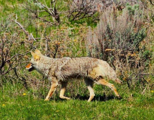 Coyote Yellowstone National Park