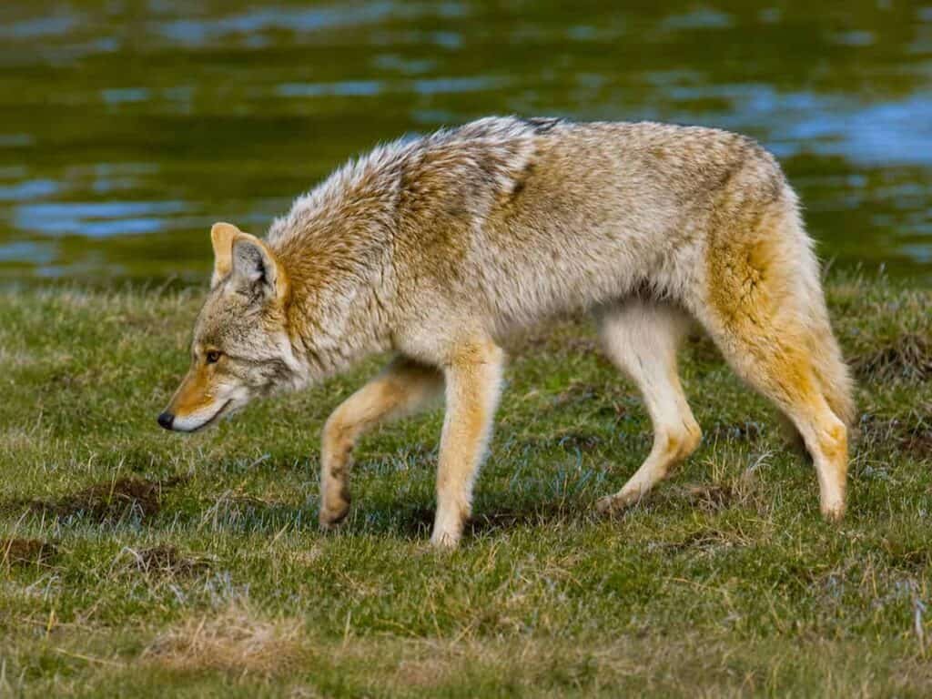 A coyote walking through grass beside a body of water, displaying a light brown coat with darker patches.
