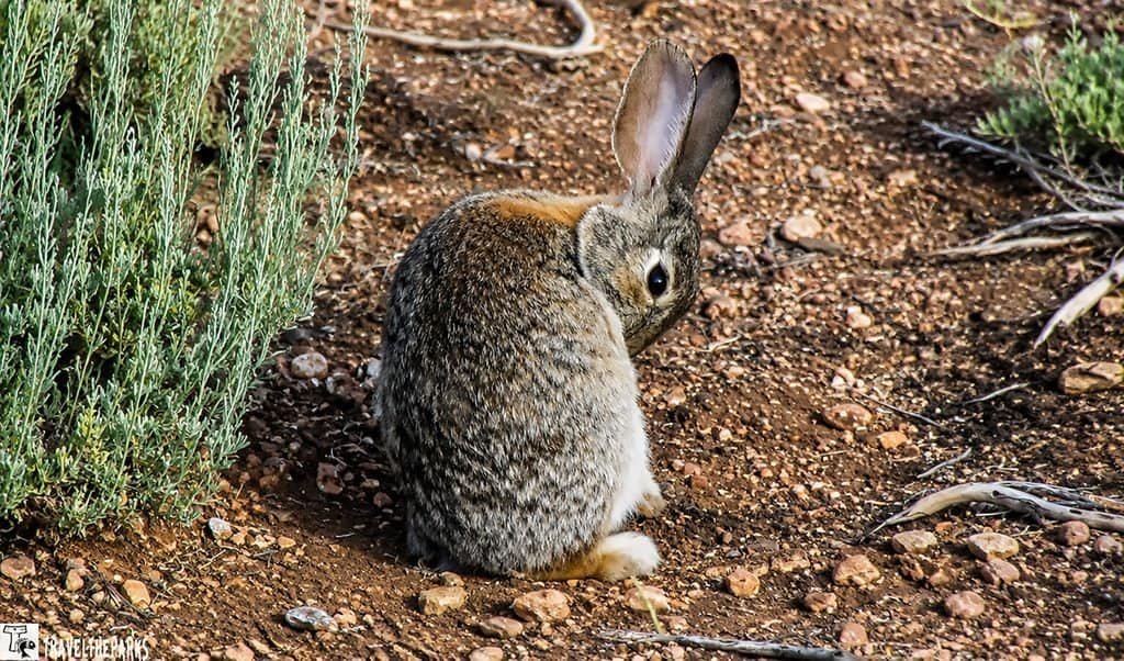 Brown-gray desert cottontail rabbit sits alert beside green brush on rocky soil, ears raised, creating a calm, watchful outdoor scene.