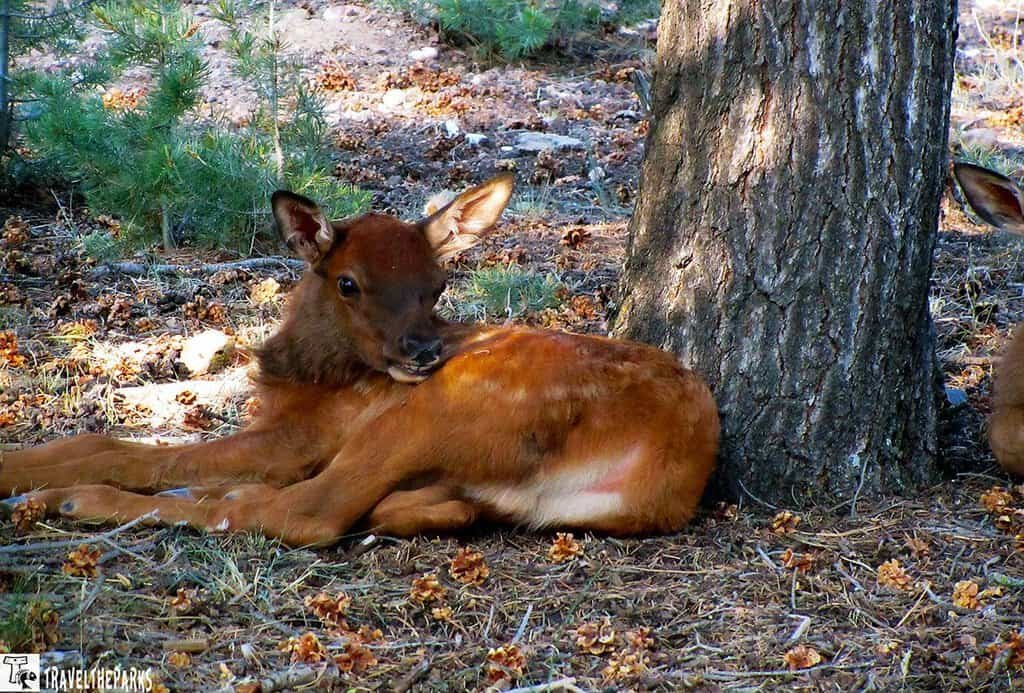 Elk Fawn laying by a tree in Grand Canyon