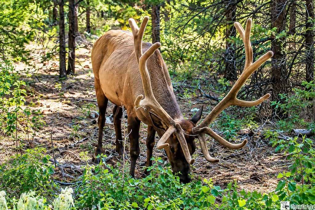 Wapati (elk) Grand Canyon National Park South Rim