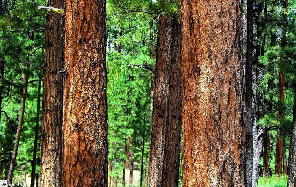 Ponderosa Pine Kaibab National Forest