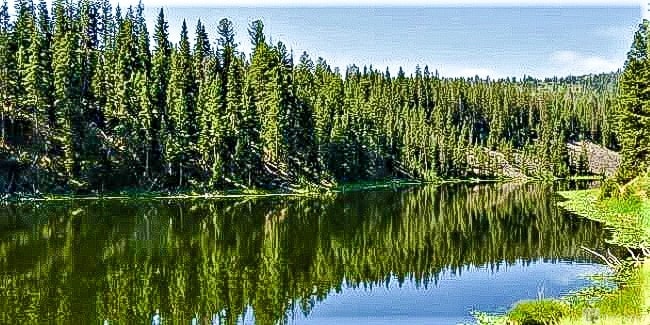 Lost Lake, Yellowstone National Park: A tranquil forest scene with lush green pine trees reflecting on a calm river under a clear blue sky, creating a serene and peaceful atmosphere.