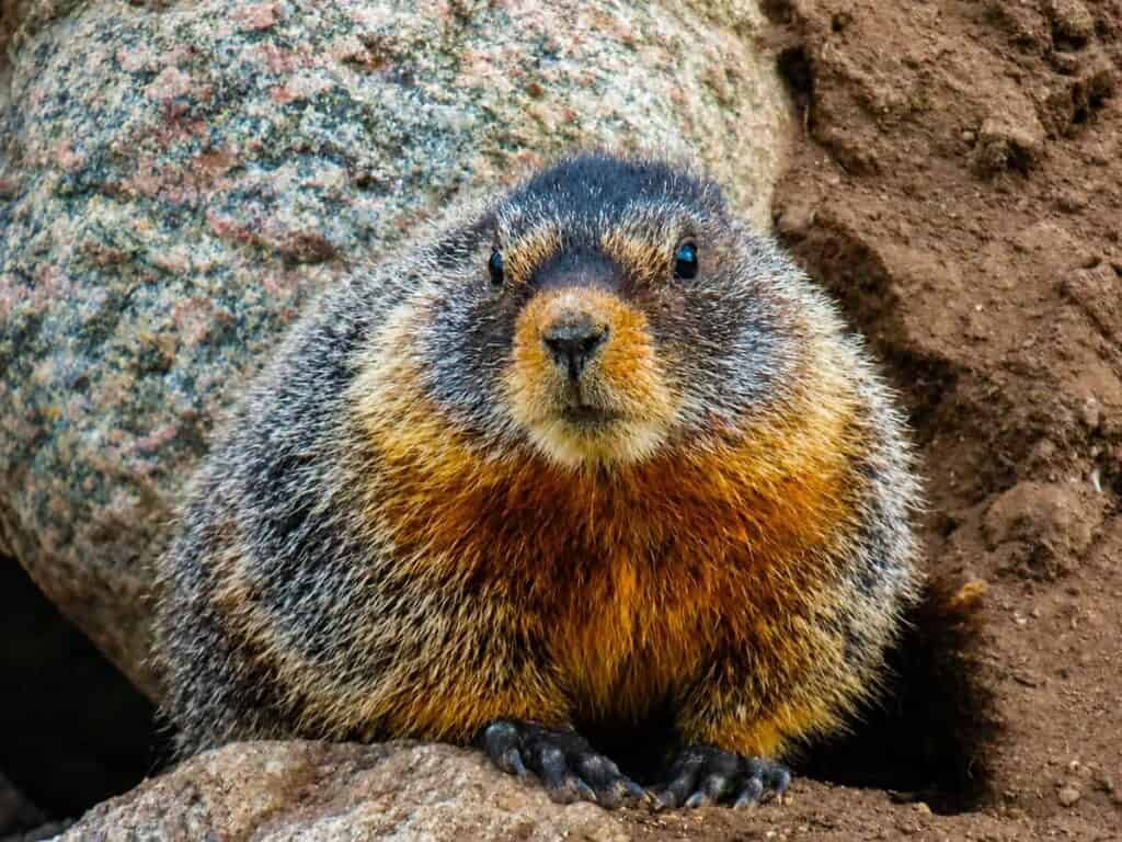 A close-up of a marmot with dark gray and orange-brown fur, sitting among rocks and dirt, looking curiously at the camera.