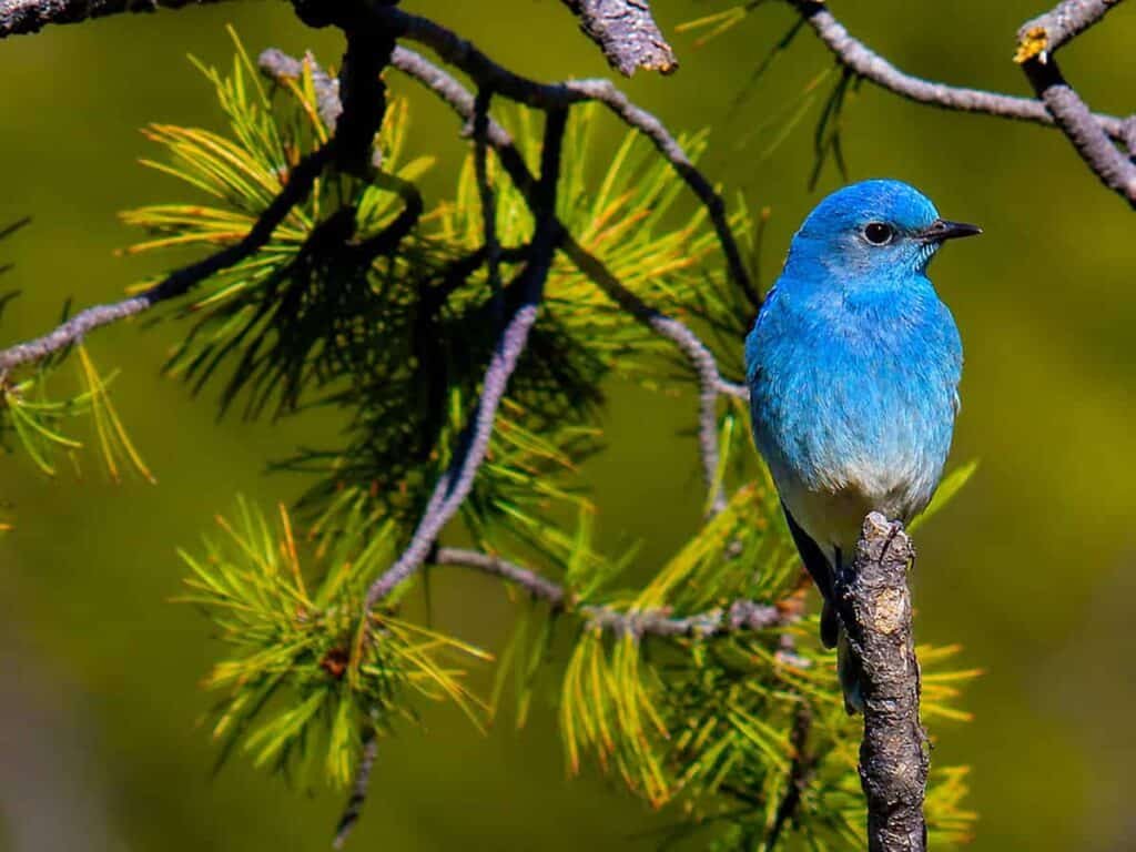 A bright bluebird perched on a slender branch with green pine needles in the background.
