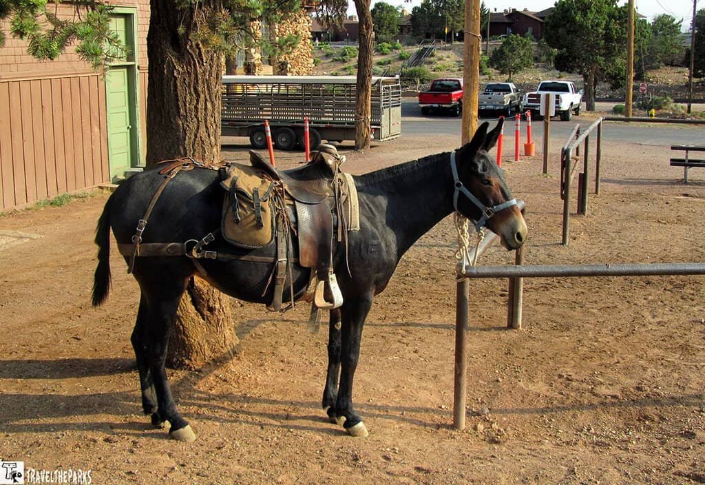Black saddled mule stands beside a tree and metal fence in a dusty rural yard, with trailers, parked vehicles, and homes in the background.
