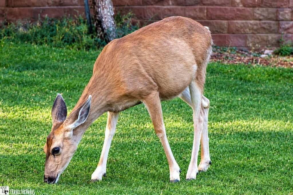Mule deer eating grass at El Tovar Lodge in Grand Canyon NP.