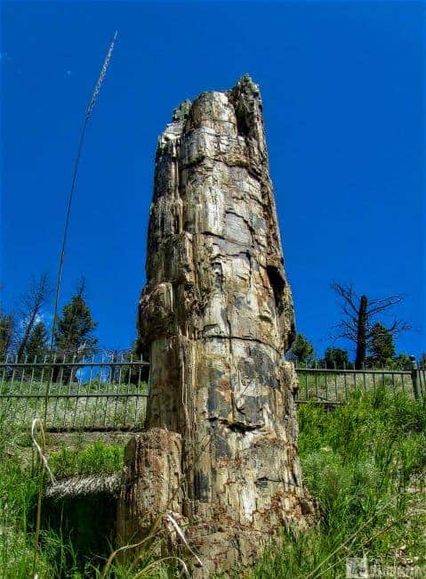 Tall petrified tree trunk with layered textures against a blue sky and green foliage.