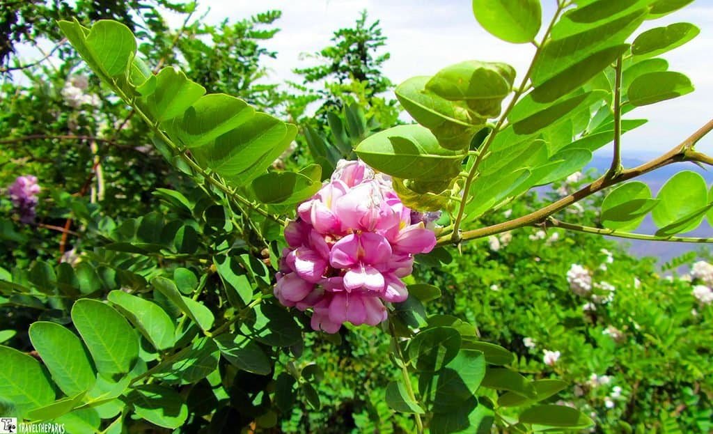 Robinia neomexicana is the New Mexican Locust