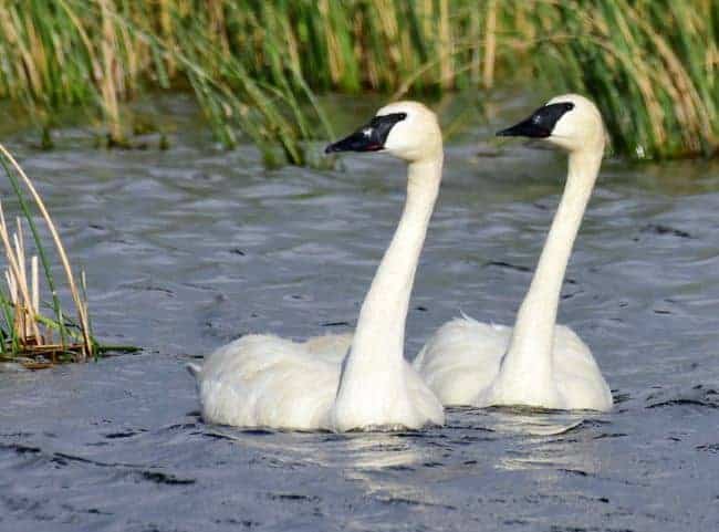 Trumpeter Swan