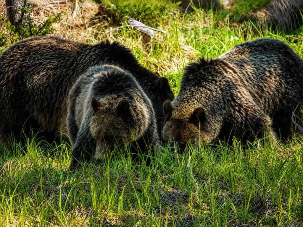 Three grizzly bears foraging in a grassy area, surrounded by blurred greenery in a sunlit forest.